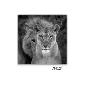 TELA CANVAS ANIMAIS 60 X 60CM ANI124 (QUADRO) BRISA ARTES