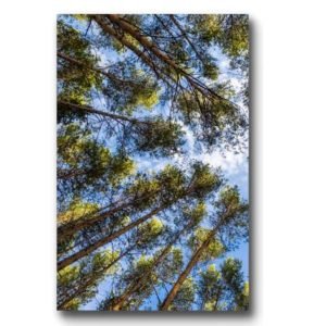 TELA CANVAS 60 X 90CM  694230 (QUADRO) BRISA ARTES